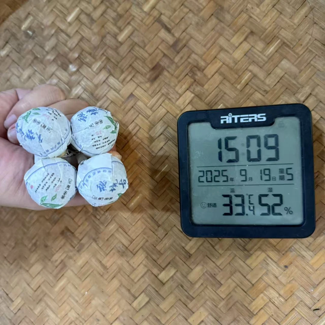 2023年半坡老寨古树普洱生茶龙珠AKR2号9月19日