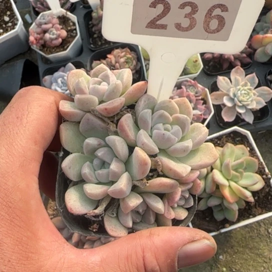 236奶油美人多肉植物