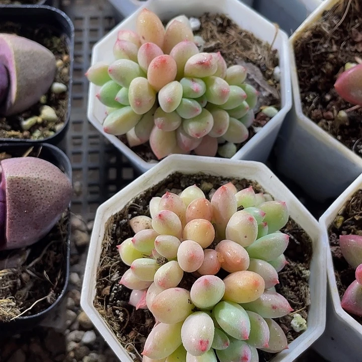 精灵奶带盆土发货