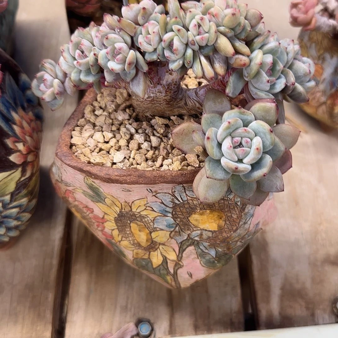 梦醒姐姐专拍星影朵朵缀发顺丰保价