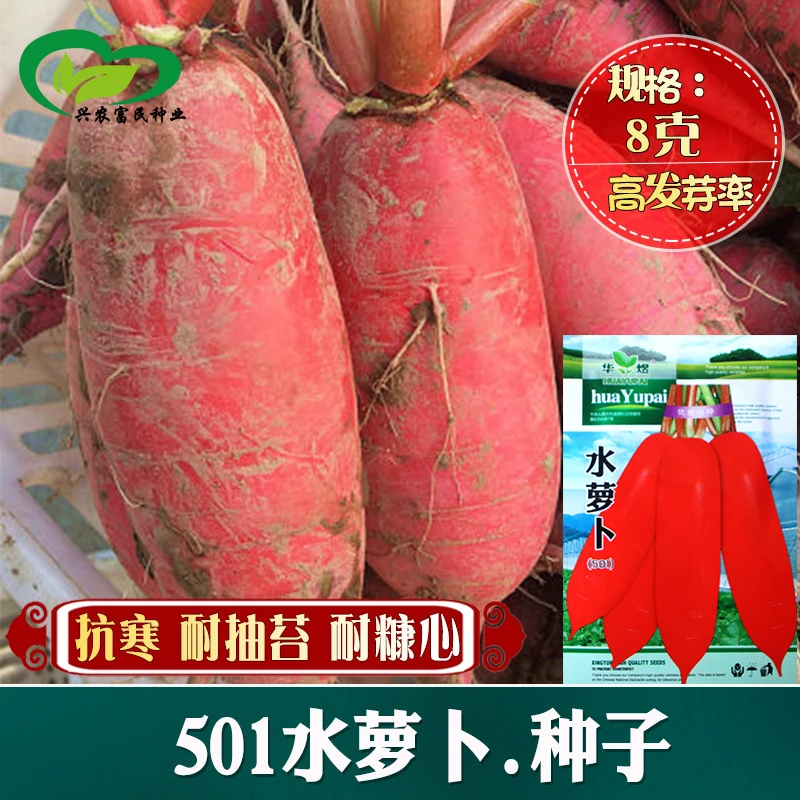 【满5包邮】501水萝卜种子春秋种农家庭院蔬菜种孑红皮水萝卜