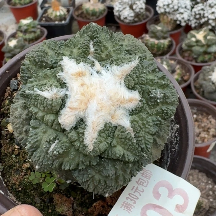 3903大尤龟甲牡丹仙人球