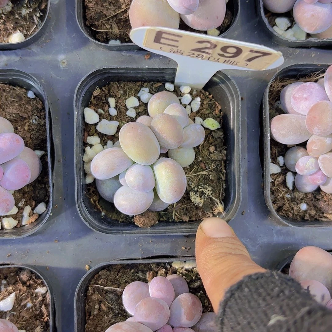 E297达摩奶酪一物一拍