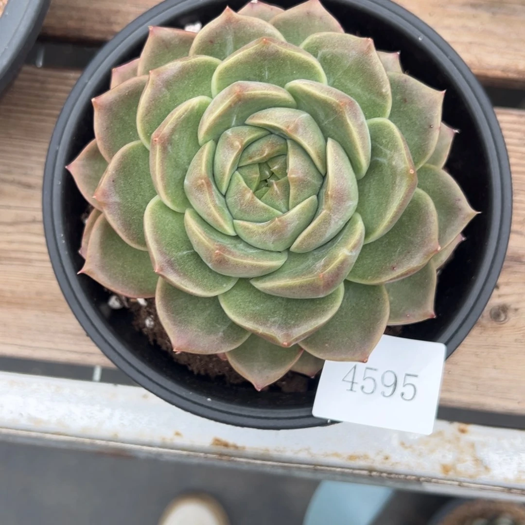 可****?4595期肉肉肉肉肉