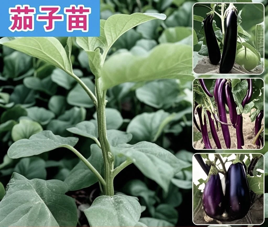 各种阳台秧苗杭茄苗茄子苗对版四季青茄苗春季亿辉农品坊