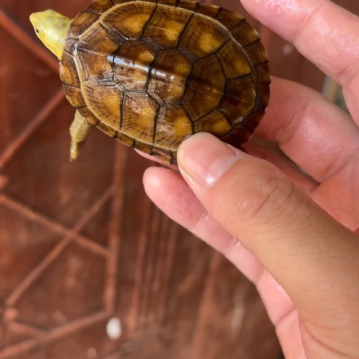 母绿毛龟小青龟46