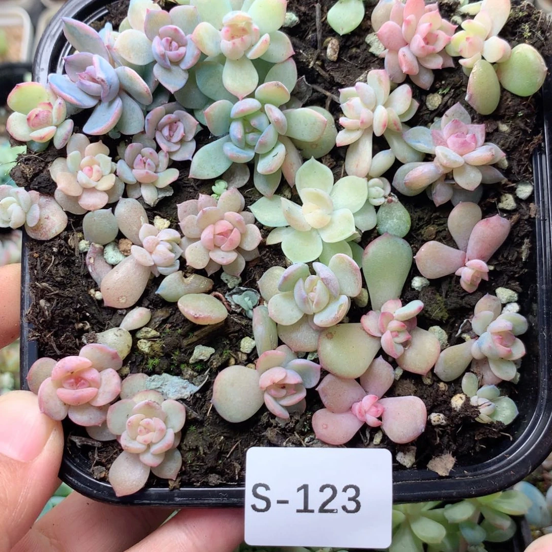 无花朵S123英语英语