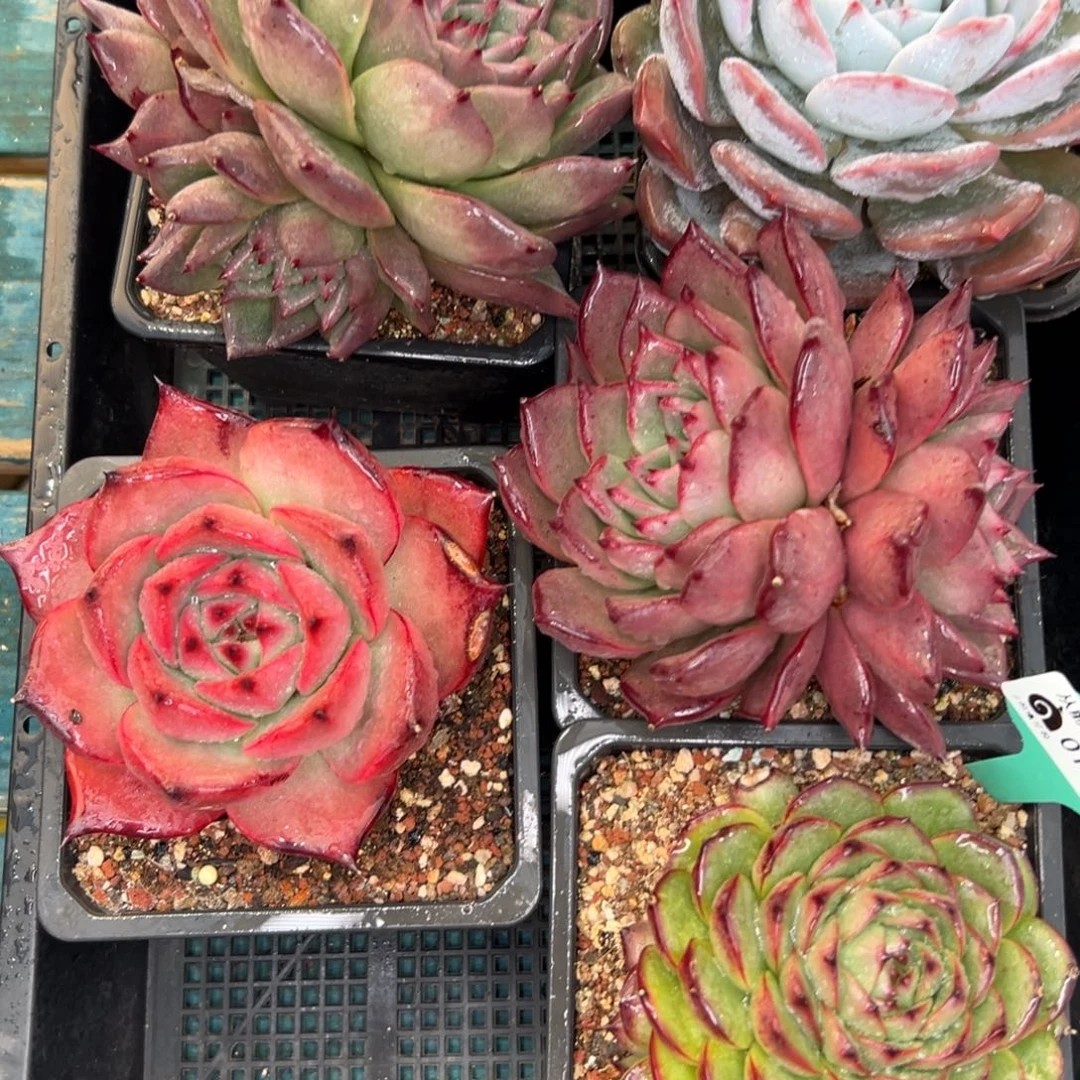 多肉一物一拍0119-335