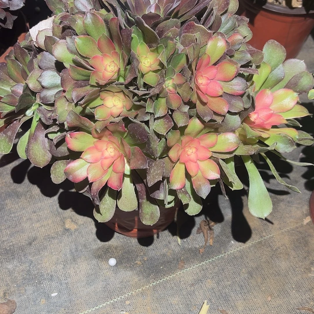 少休七彩多肉法师055