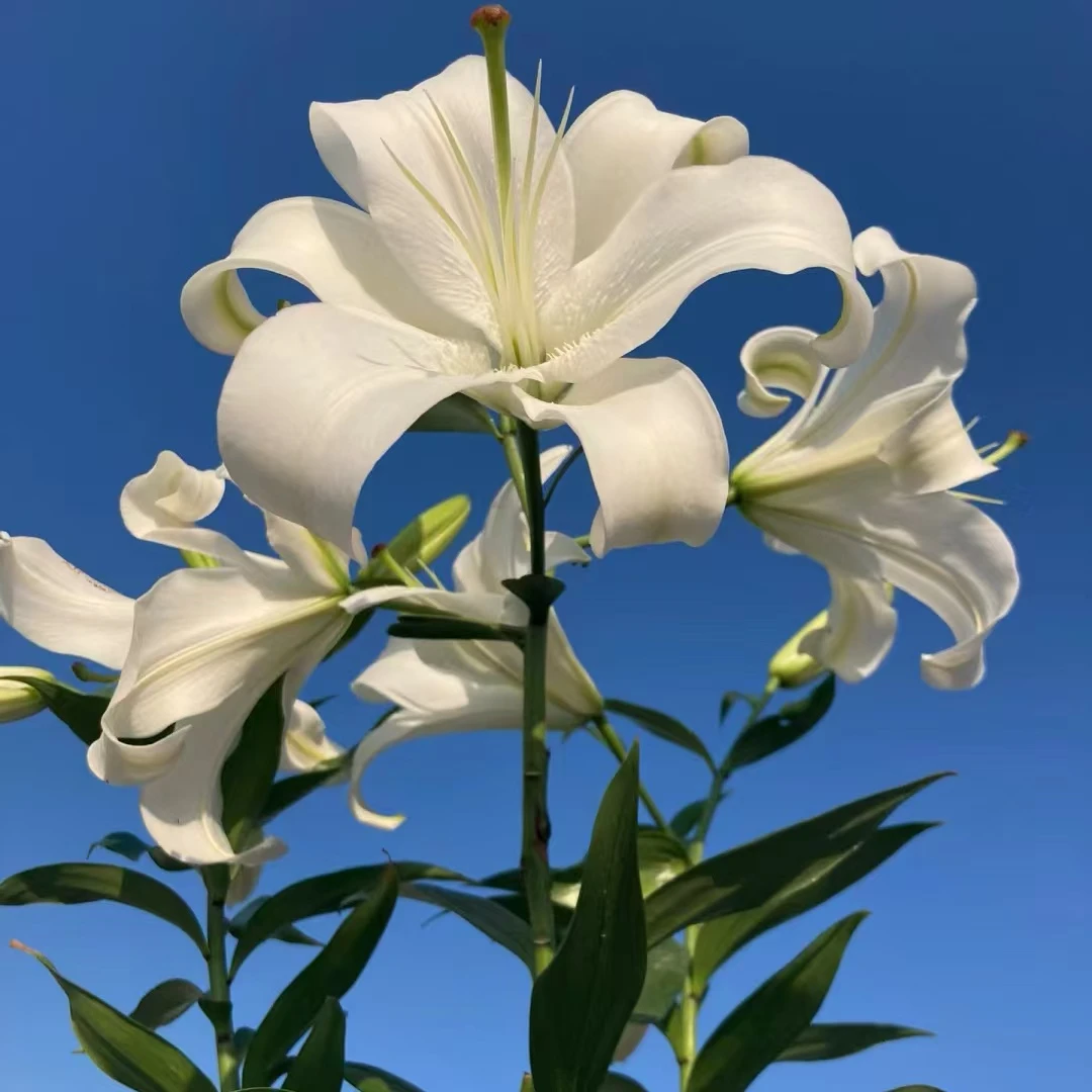 【大聪明卖花】白天霸香水百合 任意两单升级顺丰冷链或德邦快递