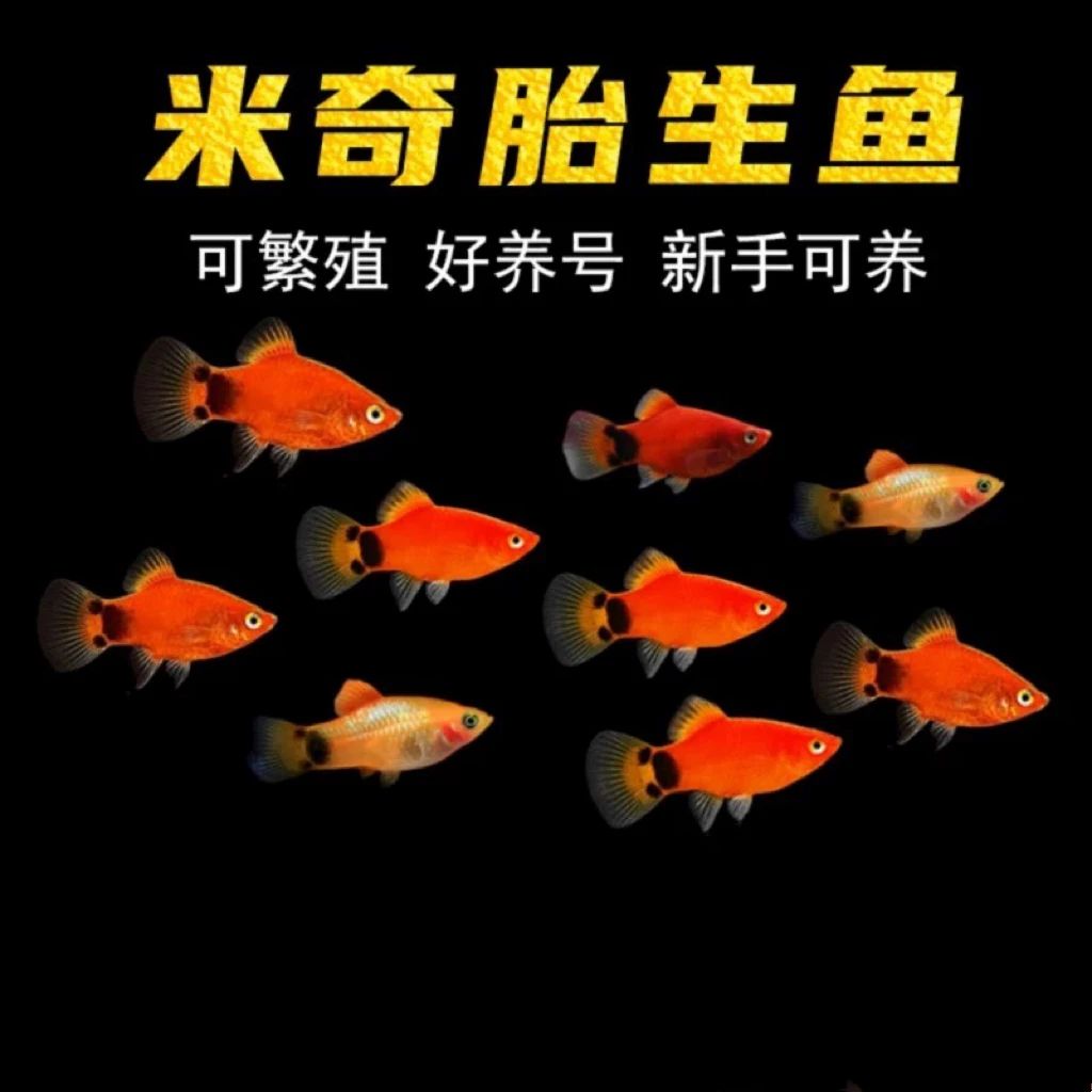 25红米奇鱼胎生鱼小型鱼活体热带观赏鱼玛丽鱼孔雀鱼耐养月光鱼