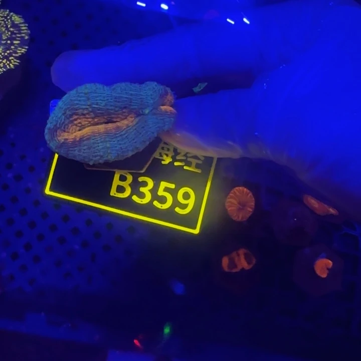 纽扣珊瑚乔*晓晓甜筒脑B359