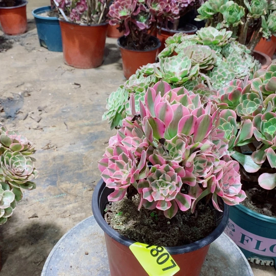 粉女巫多肉植物1807