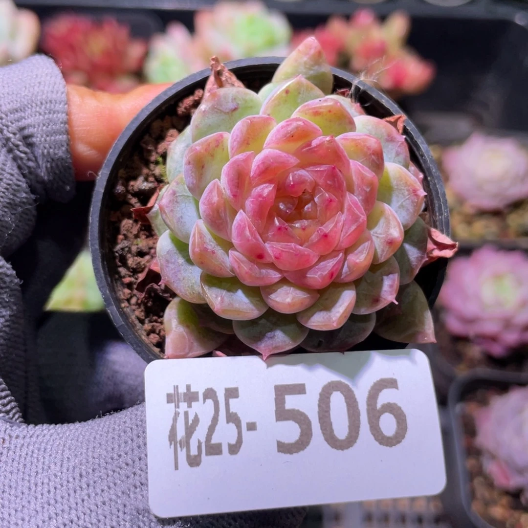 花利美25-506新品