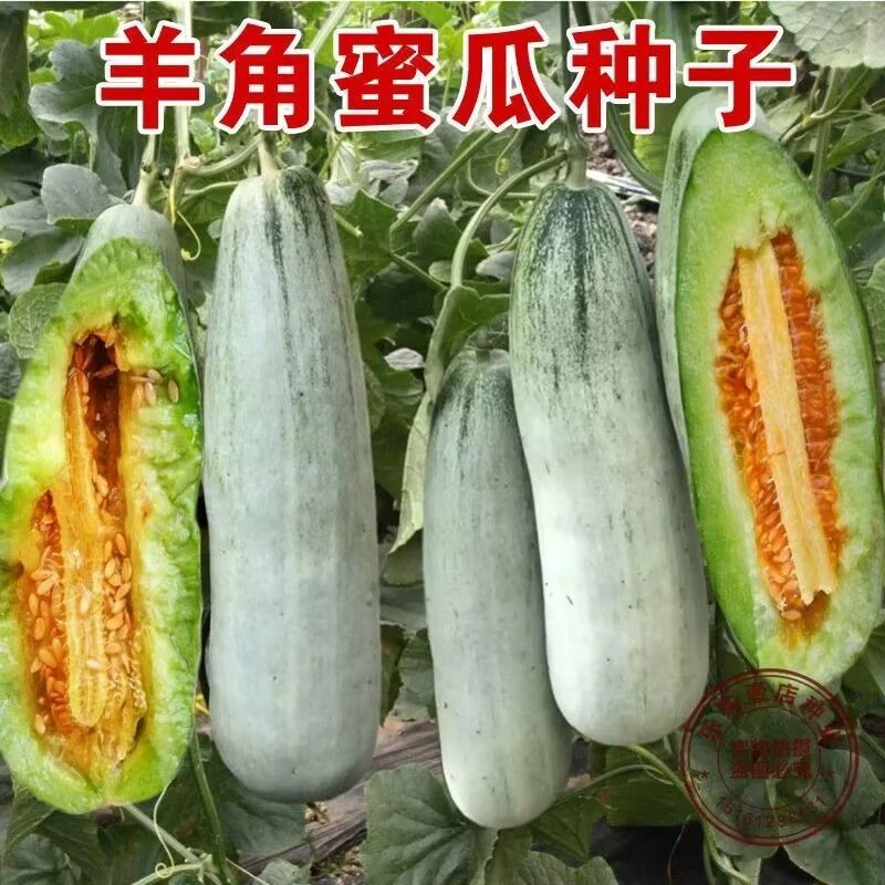 【羊角蜜甜瓜种子】蔬菜四季水果种子高产绿宝石瓜种子甜脆羊角蜜
