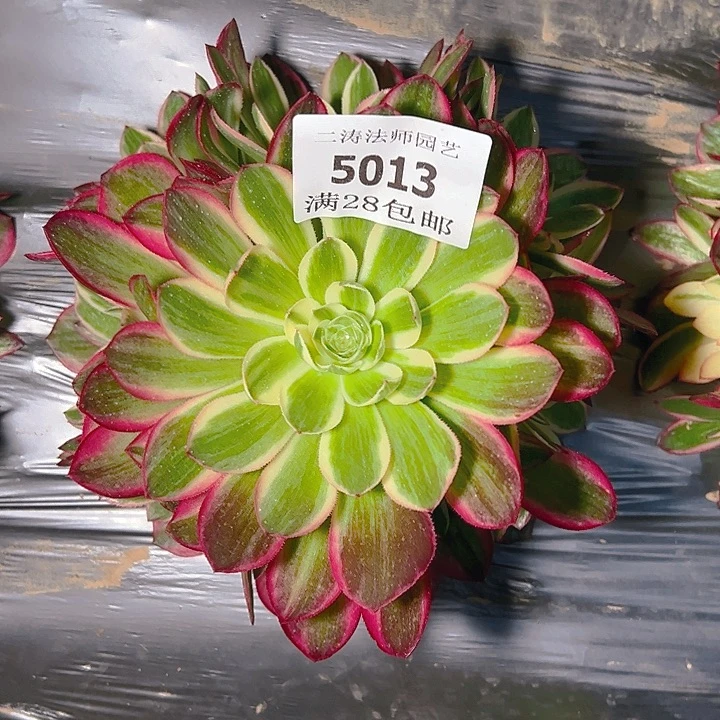 5013海王多肉植物2号