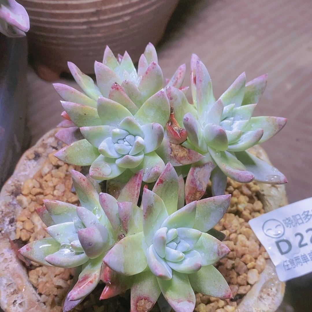 【闪购商品】哈哈哈白雪多肉2291