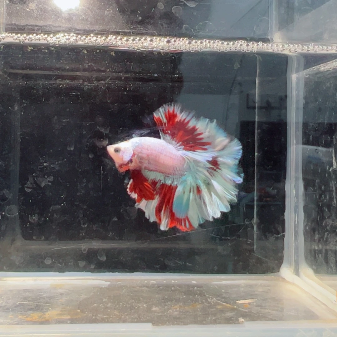 斗鱼浅色仙仙裙特殊尾