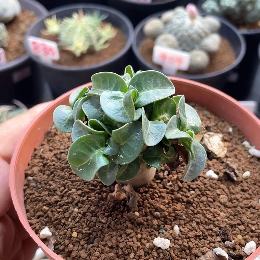 实生卡汉羊角 沙漠玫瑰