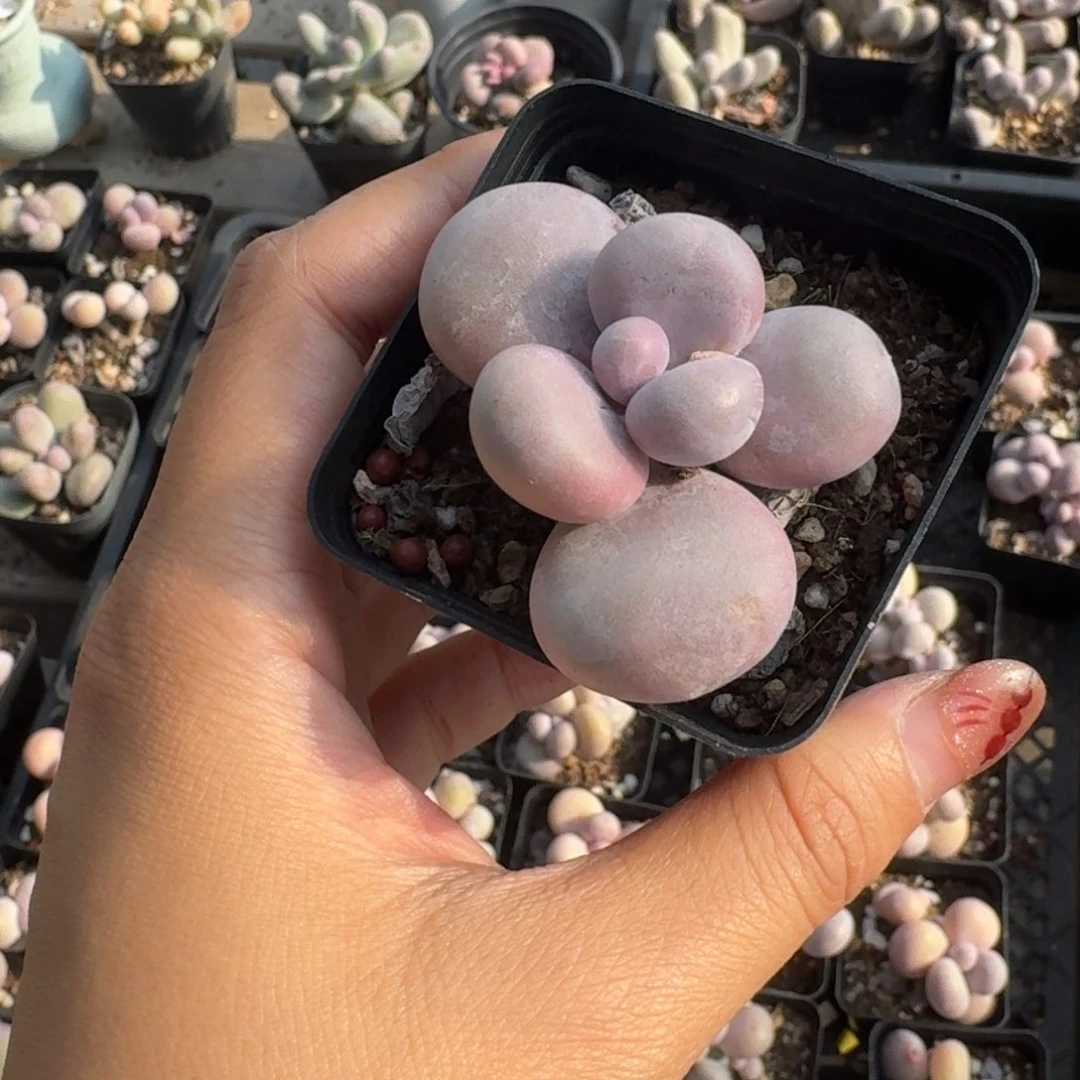 荷****)水光针奶酪多肉水光针