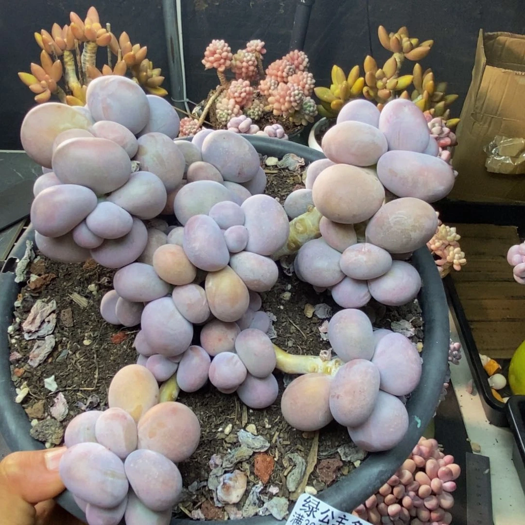 174芭比奶多肉15c m