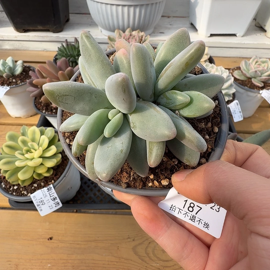 企鹅11111123-187