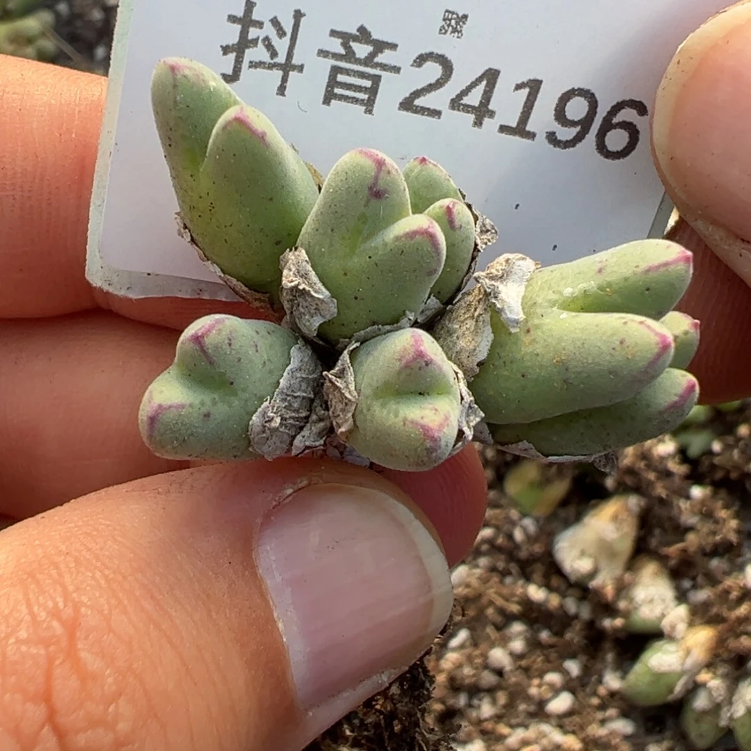 24-196肉锥多肉植物，