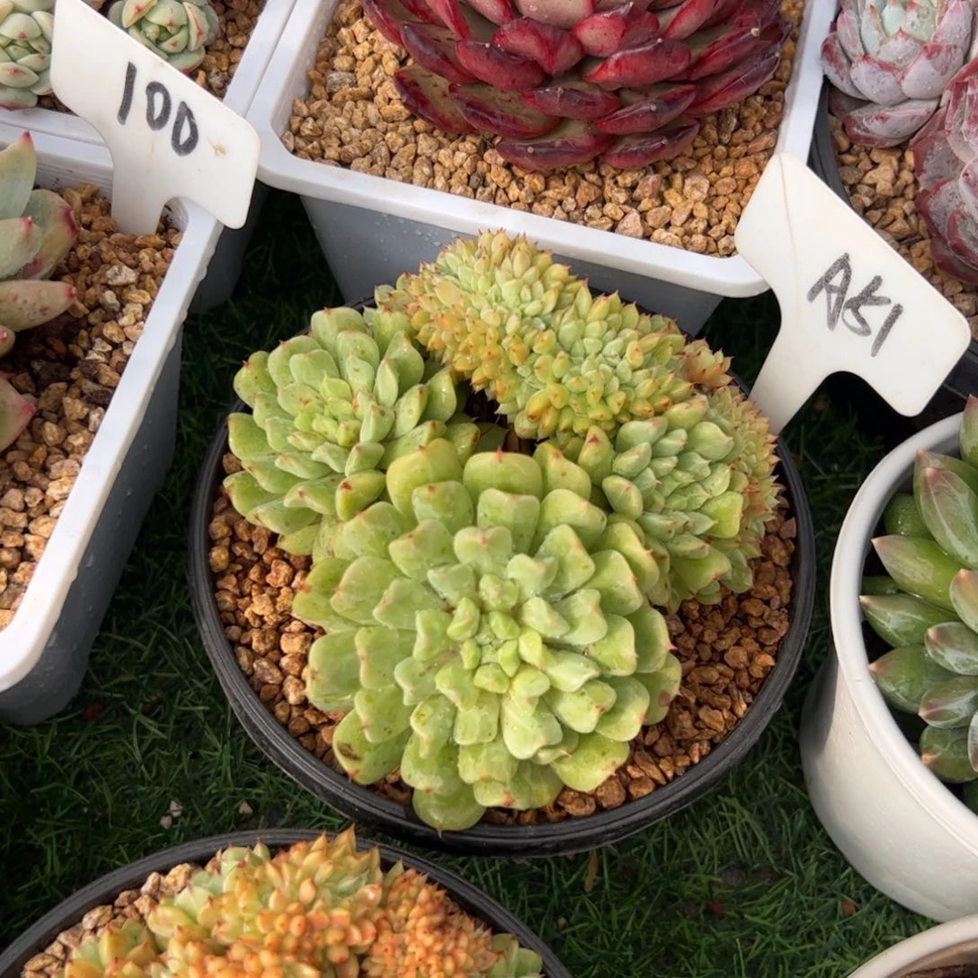 薄荷缀多肉植物保护