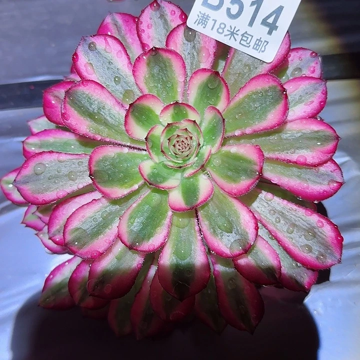 多肉法师白月光朵