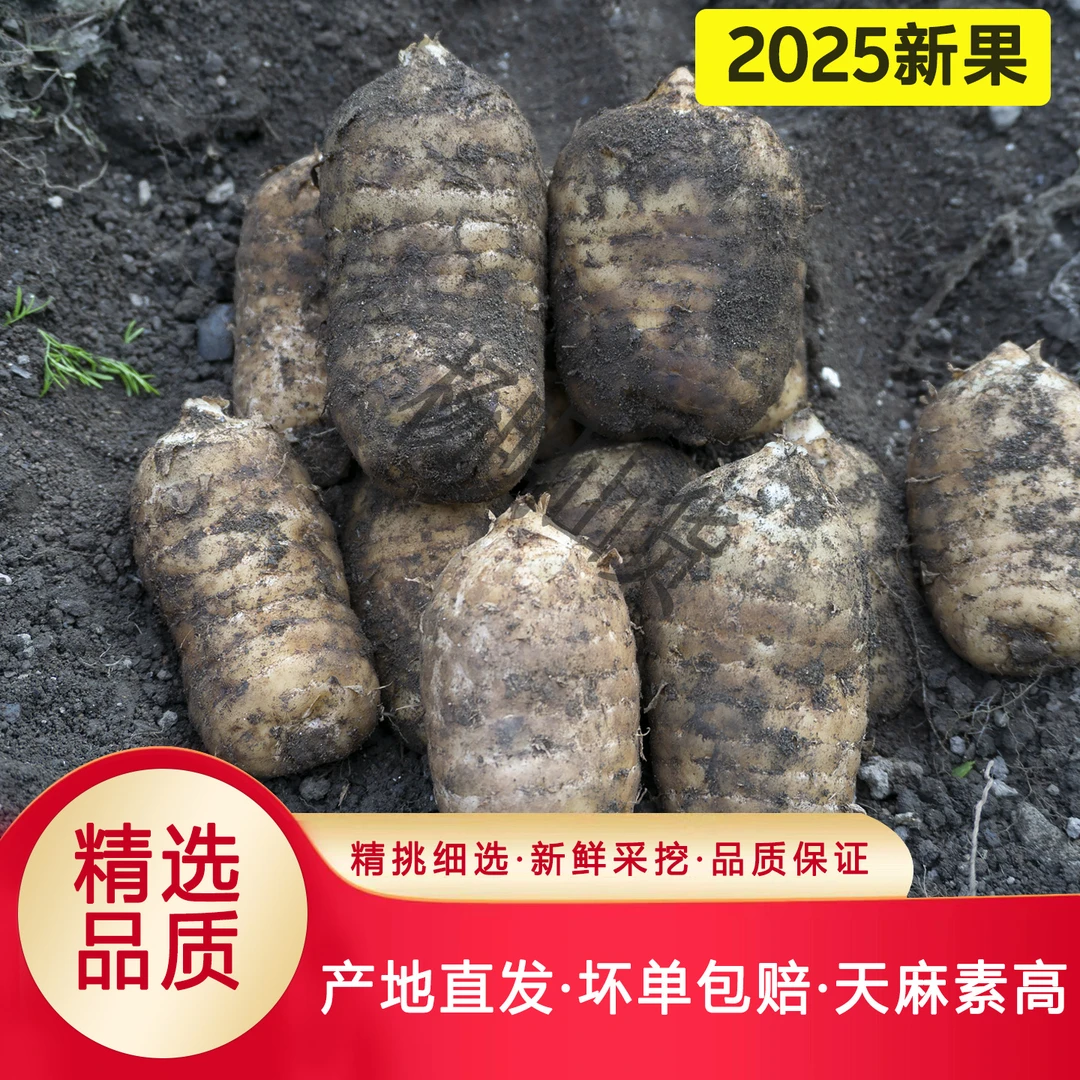 云南昭通小草坝仿野生种植新鲜乌天麻不打药不施肥正宗乌天麻