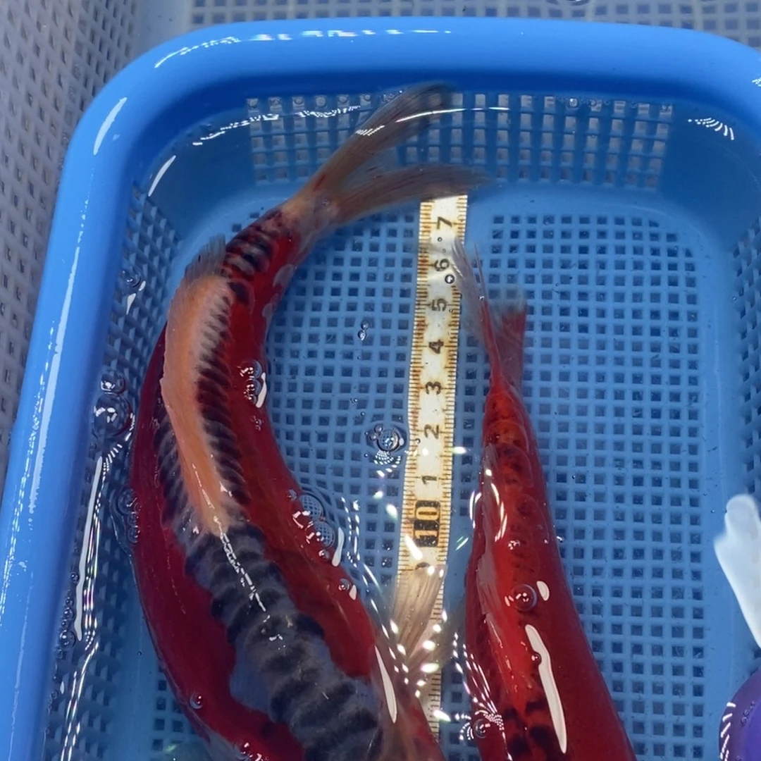 锦鲤冷水锦鲤包邮