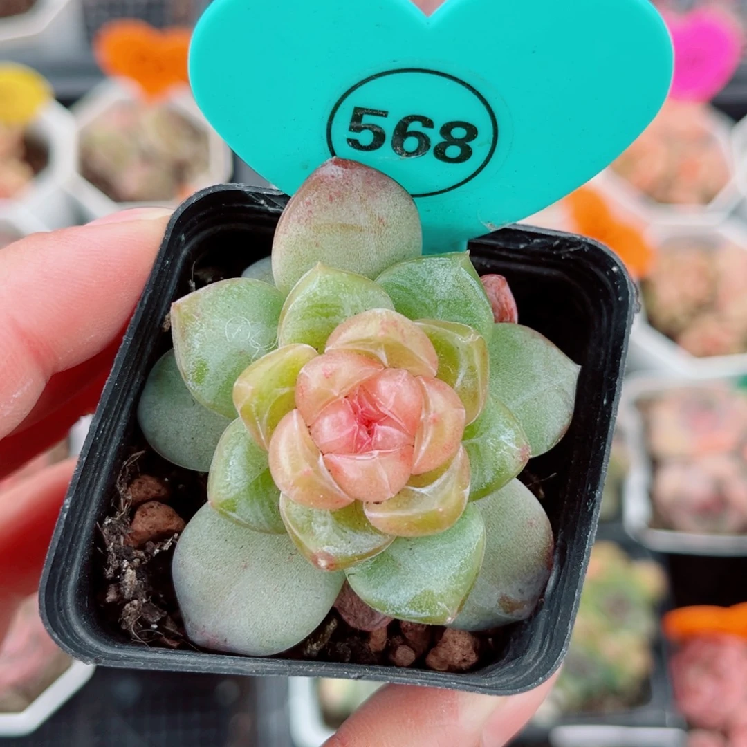 268号新品珍妮单头