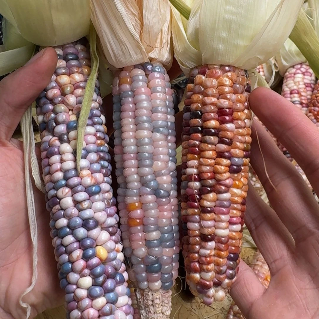 柏香籽/百香籽吊坠V****n