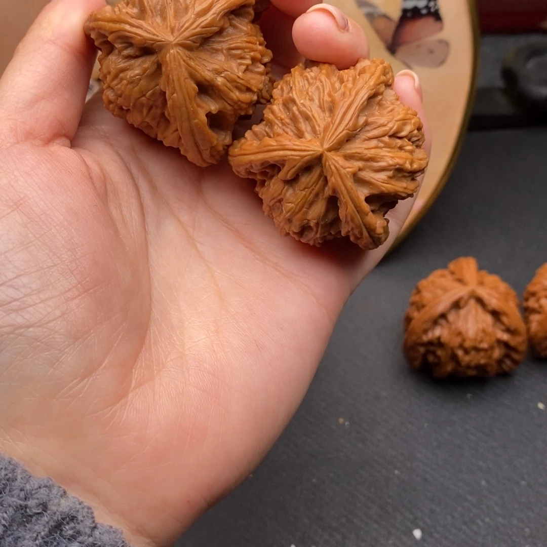 奥**文白狮子1111111111