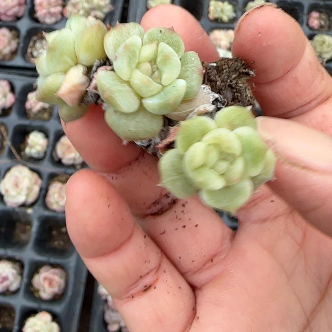 多肉小卡拉米糖心一物一拍