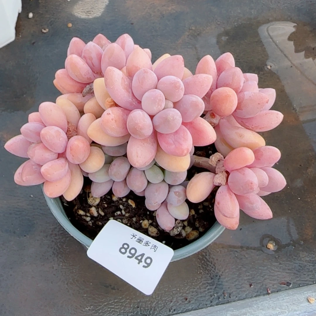 粉恋，8949多肉植物