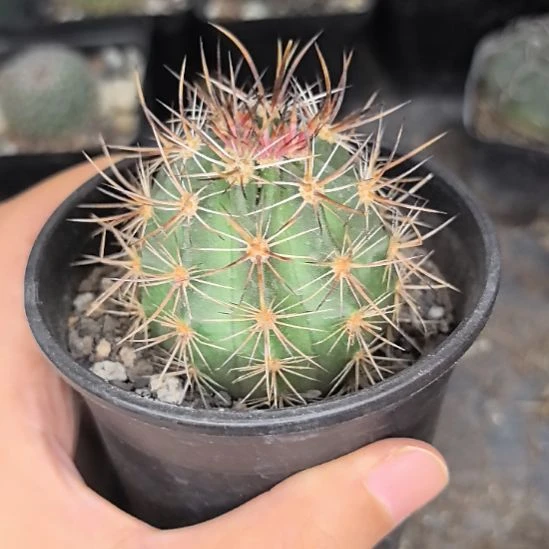 自根林氏幻虾直径4带盆土