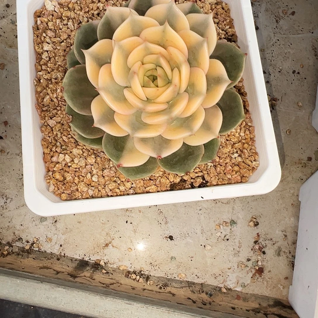 倍加尔湖畔锦1111111，