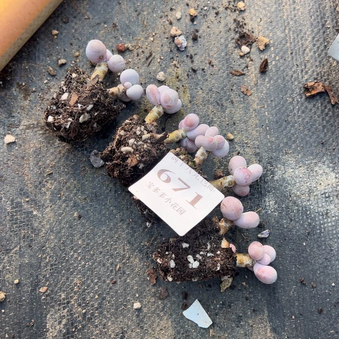 冰***豆671号瑕疵款奶酪双头4颗