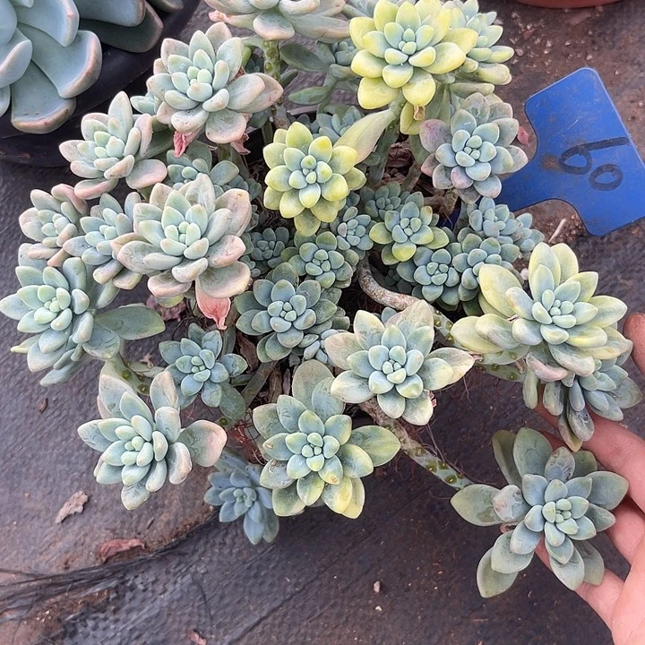 晨语多肉，一物一拍60锦