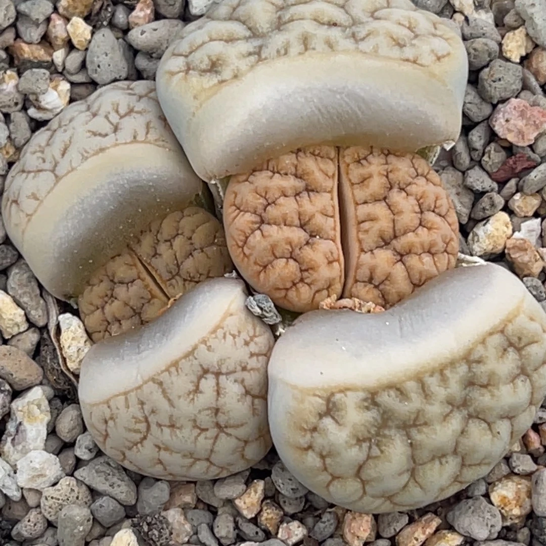 奇***林7271双头睫毛铁189一颗