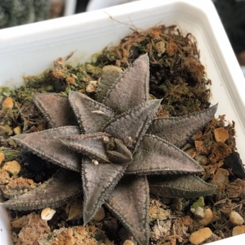 银狼珠带盆发货哈哈哈哈哈