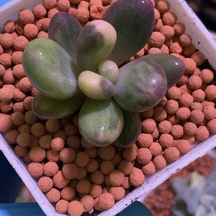 奶酪锦多肉植物多肉