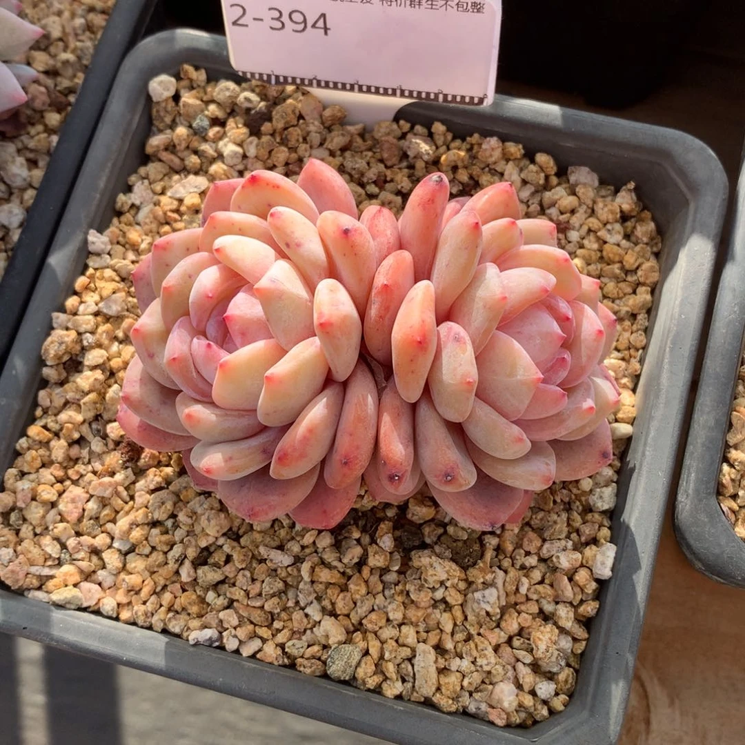 精品多肉橙子老桩58包邮