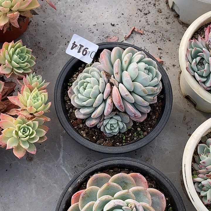 短****914冰玉多肉植物多肉