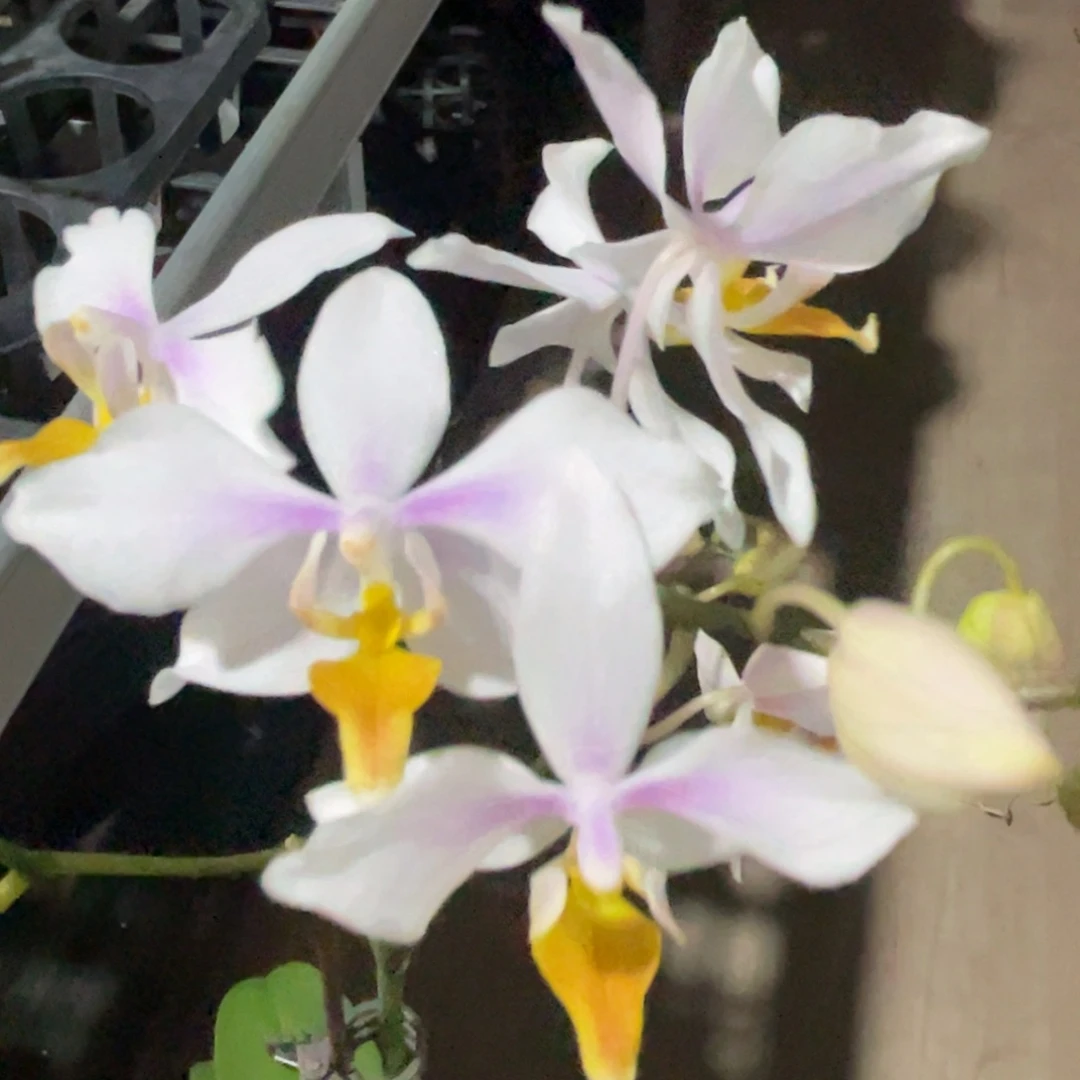 完全开放英特-1181