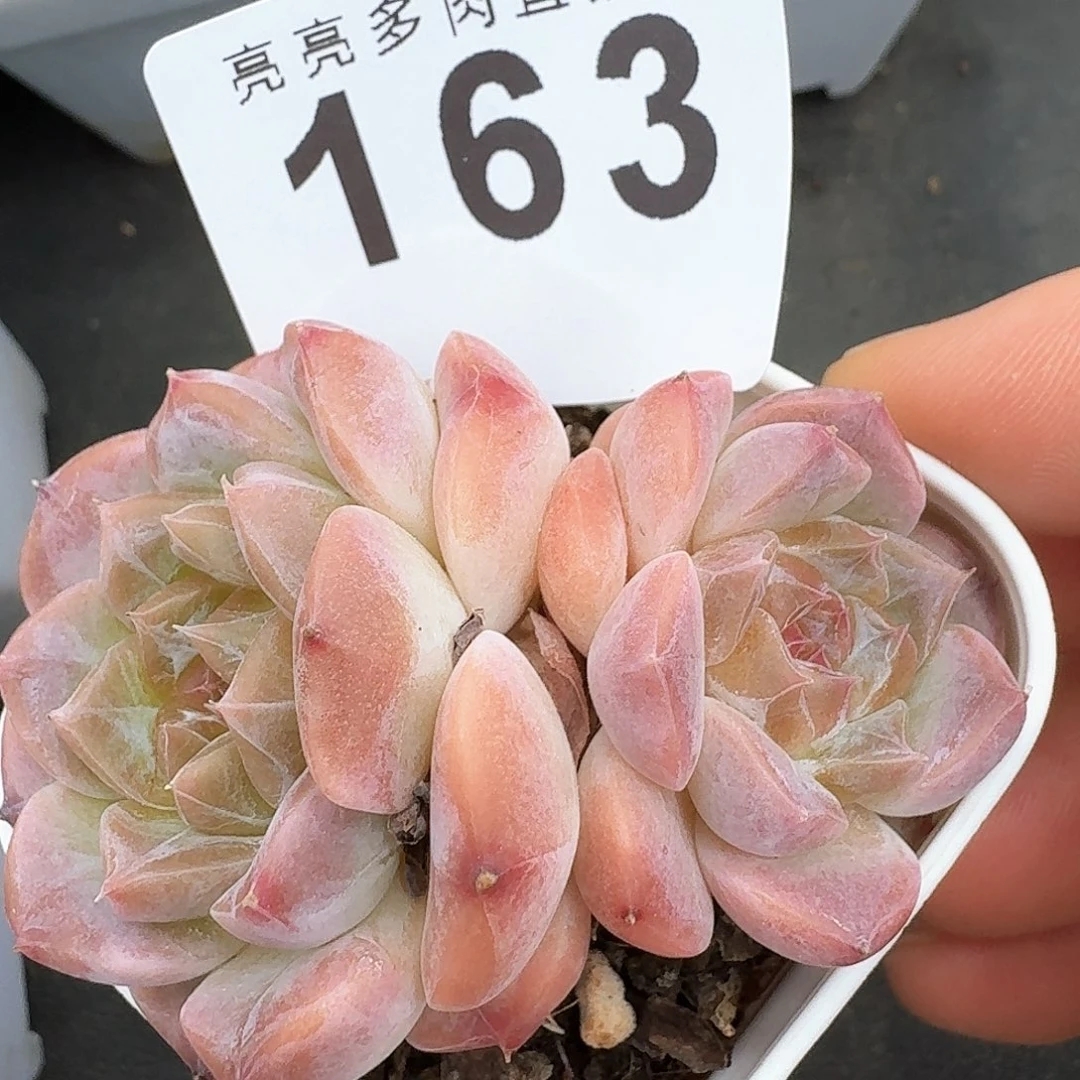 巧克力冰魄            精美多肉植物
