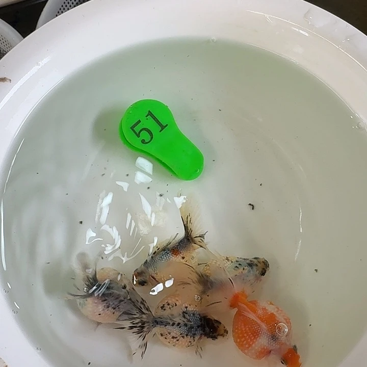 金鱼金鱼包邮包活到家