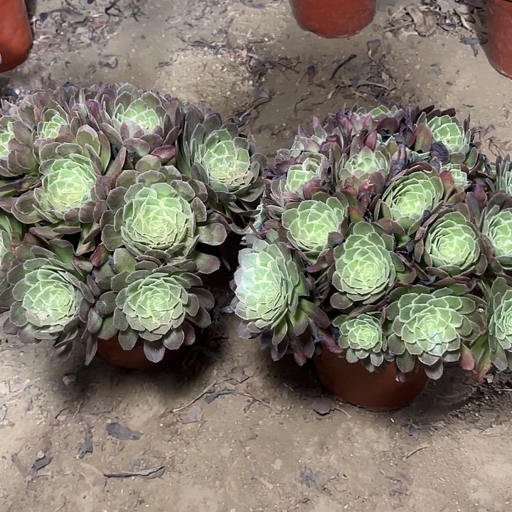 逍**云多肉植物法师2颗60