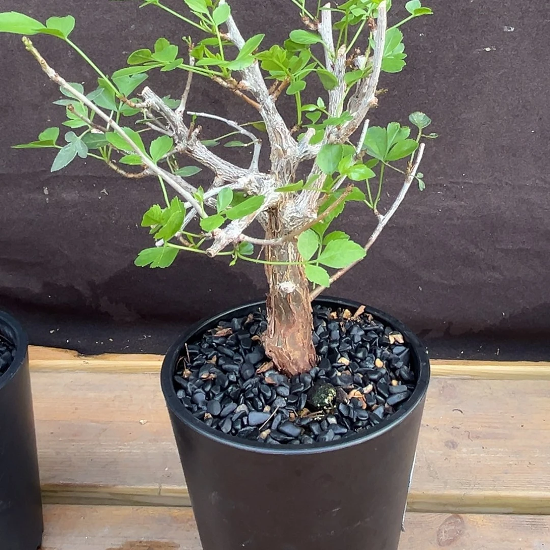 汤圆植物芳香橄榄原价580元